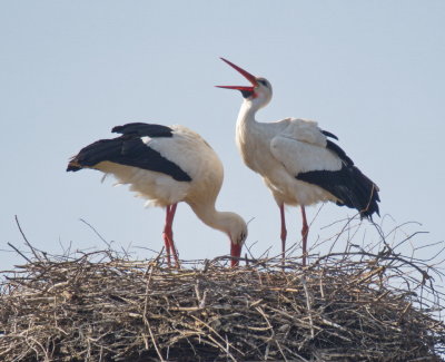 Greetings on returning to the nest after foraging for food