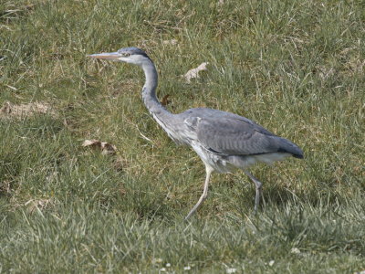 Heron with a purposeful stride