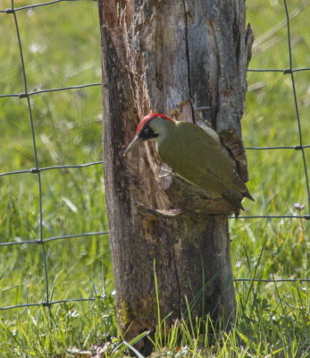 Green woodpecker - pic vert - Grünspecht - Grénge Spiecht - Picus viridis