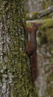 Squirrel up up and up