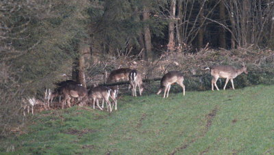 Fallow deer early morning gathering