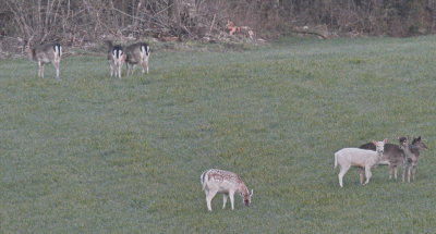 Fallow deer early morning gathering