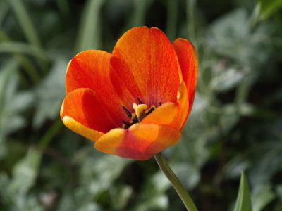 Springtime tulip