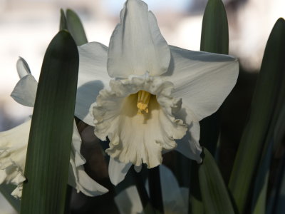 April daffodil