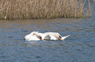 Synchronized swans
