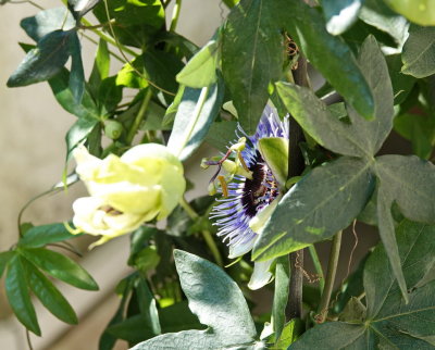 Passiflora - elegant and discreet