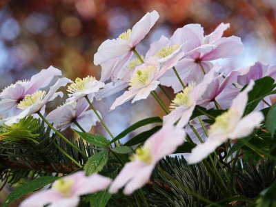 Clematis striving towards the light