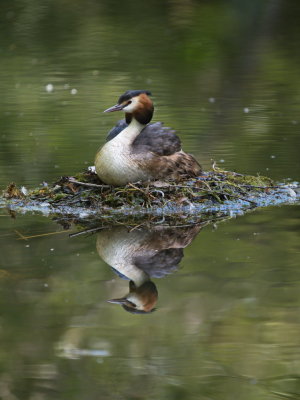 Nesting crested grebe