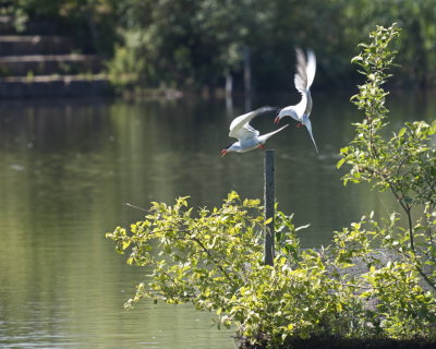 Common tern - sterne pierregarin - Flussseeschwalbe - Flossséischmuewel - fighting for a place to sit