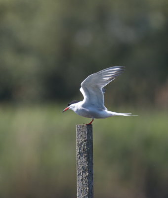 Common tern - landing spot found