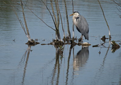 Grey heron contemplating his next catch