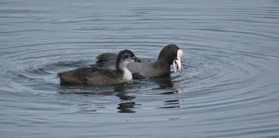 Young coot with parent