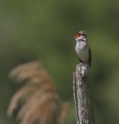 Great reed warbler - rousserole turdoïde - Drosselrohrsänger - Grousse Jäizert - acrocephalus arundinaceus