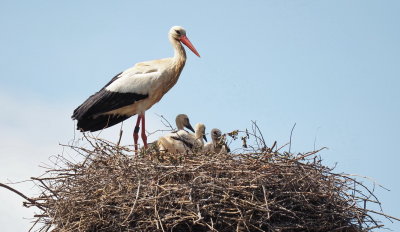 Three chicks doing well