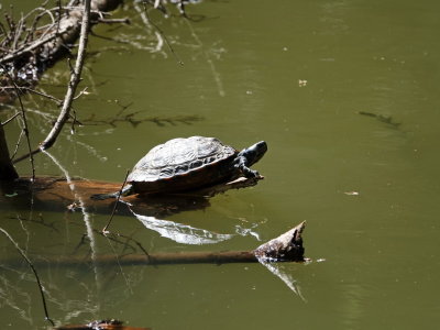 Turtle soaking up the sun