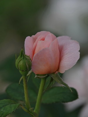 Perfect rose