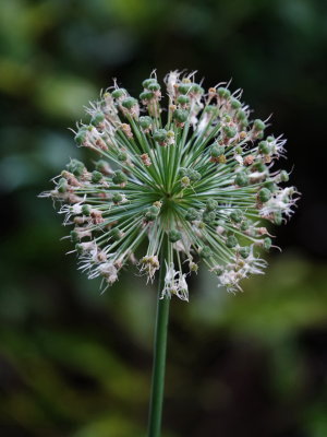 Allium at the end of the day