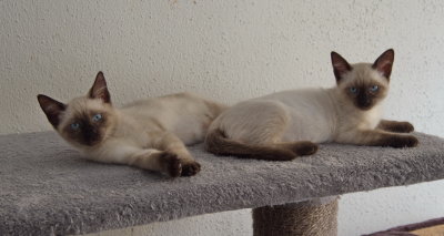 Two Siamese cream kittens