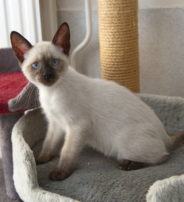Siamese cream kitten