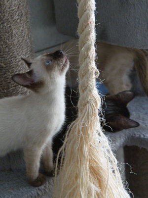 Siamese cream kitten