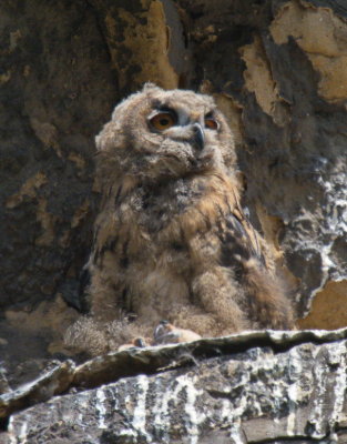 Eagle owl chick - Grand-duc d'Europe - Uhu - Bubo bubo
