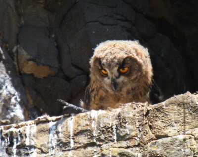 Eagle owl chick aware of the photographer's presence