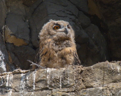 Eagle owl chick looking out for the parents to bring food