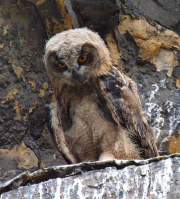 Eagle owl chick too young to have grown ear tufts