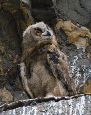 Eagle owl chick curiously inspecting its surroundings