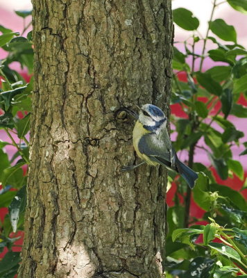 Blue tit out of the nest and finding its own food