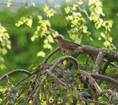 Juvenile starling