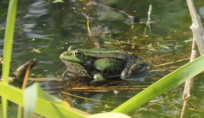 Frog