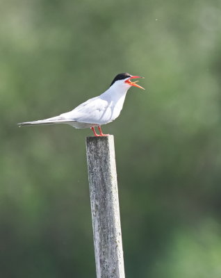 Common tern - sterne pierregarin - Flussseeschwalbe - Sterna hirundo - on hearing a good joke
