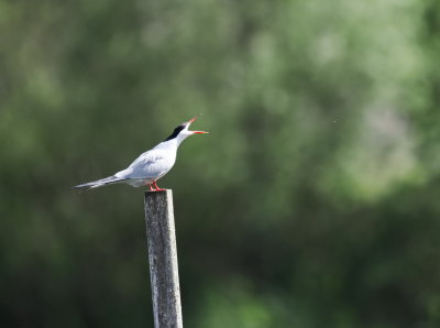 Common tern with a message to communicate