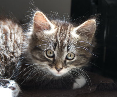 Kitten 3 - aged 5-6 weeks and beginning to look very fluffy