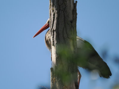 Stork trying to hide