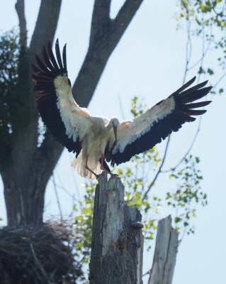 Practically impersonating an eagle on a totem pole