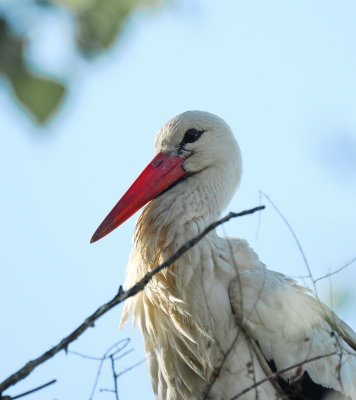 Stork studying the photographer