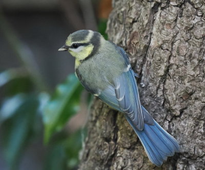 Blue tit with perfect coat of feathers