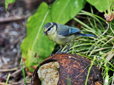 Blue tit - just one more mouthful