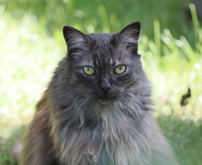 Grigio - the cat in charge of the garden
