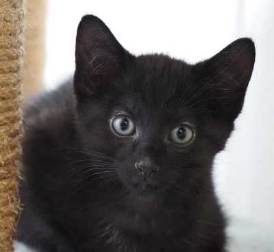 Kitten 2 - Black Velvet