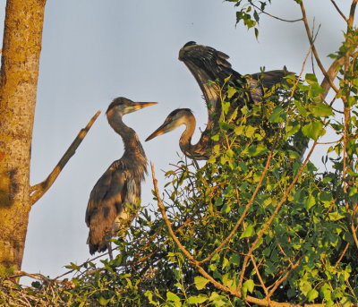 Young grey heron learning how to flap his wings