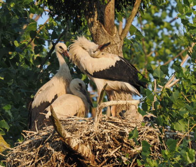 The young ones having the nest to themselves