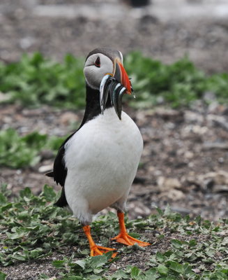 Puffin after successful fishing expedition