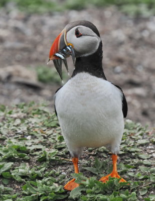 Puffin after successful fishing expedition