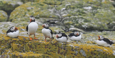 Puffin line-up after a tiring expedition at sea