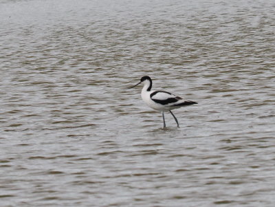 Pied avocet - Avocette lgante - Sbelschnbler . Recurvirostra avosetta