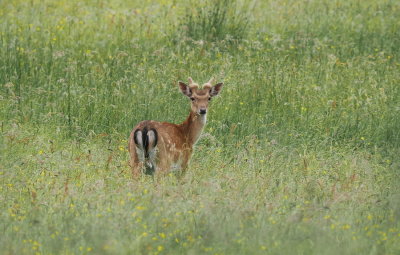 Fallow deer - Daim - Damhirsch - Dama dama