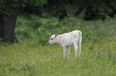 Chillingham Wild Cattle